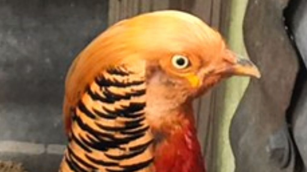 Donald Trump - Japanese Pheasant