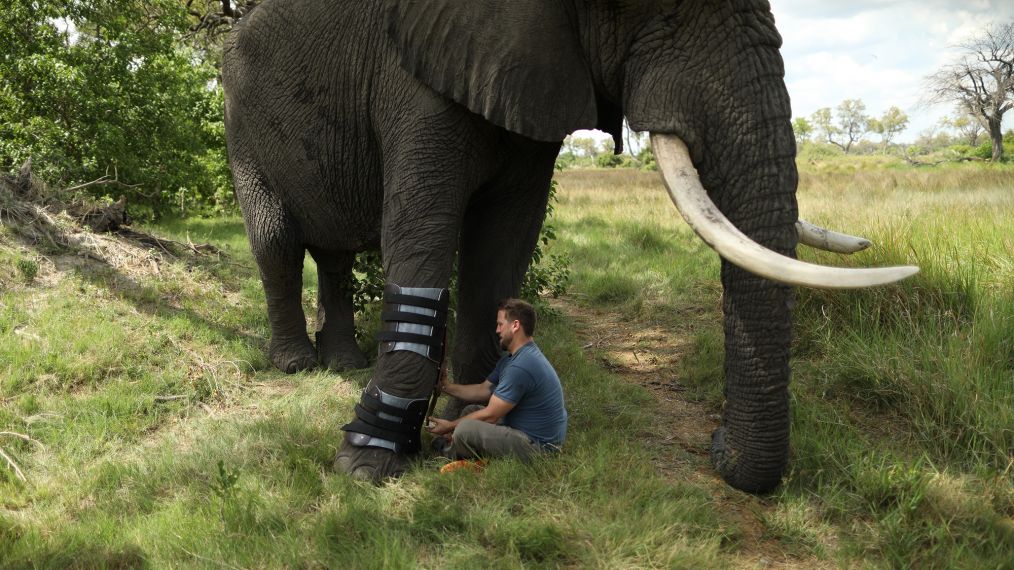 Derrick Campana travels to Botswana to fit Jabu the elephant's leg with a custom orthotic brace for Animal Planet 'Dodo Heroes'