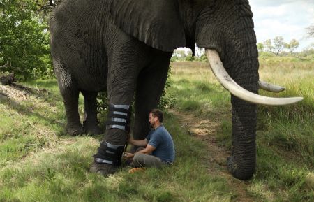 Derrick Campana travels to Botswana to fit Jabu the elephant's leg with a custom orthotic brace for Animal Planet 'Dodo Heroes'