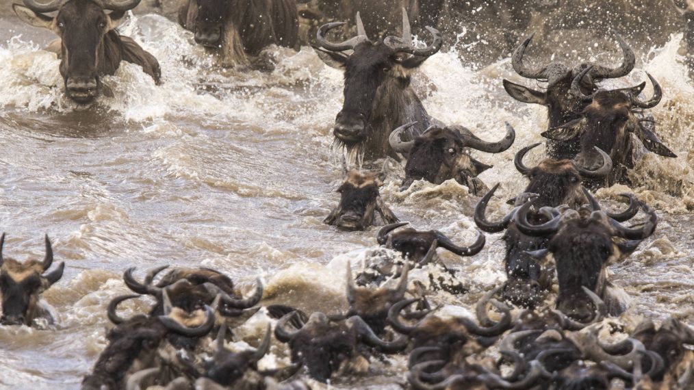 Maasia Mara, Kenya - The wildebeest make the dangerous swim across the Mara River (James Hendry)