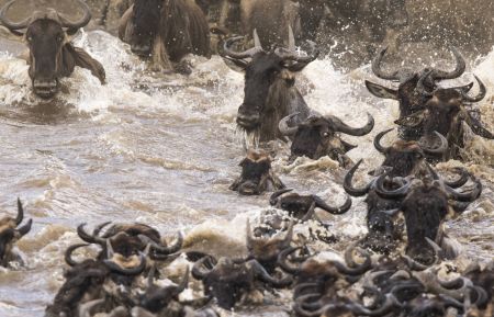 Maasia Mara, Kenya - The wildebeest make the dangerous swim across the Mara River (James Hendry)