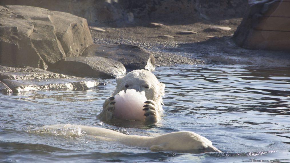 Polar bear ice chunks