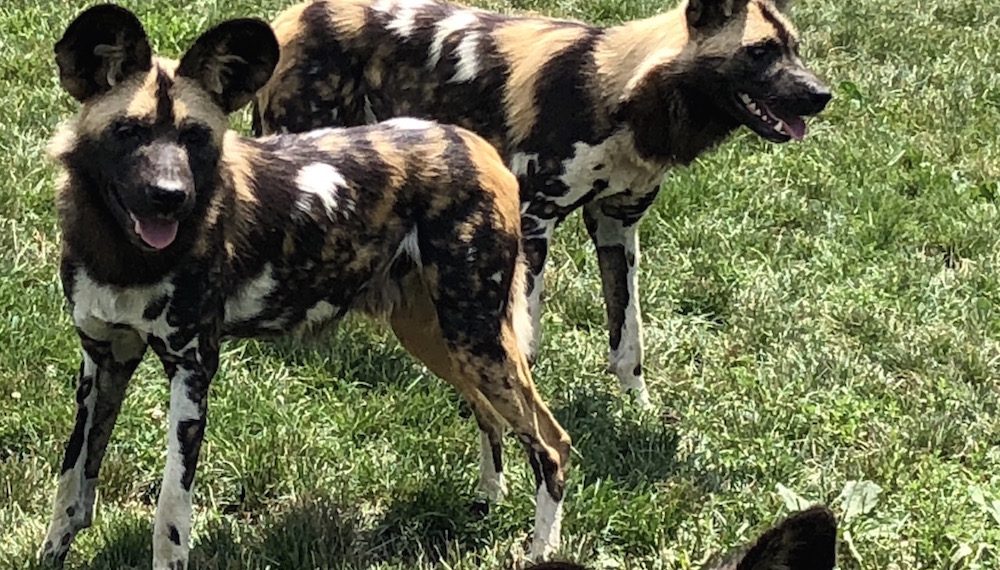 painted dogs 2