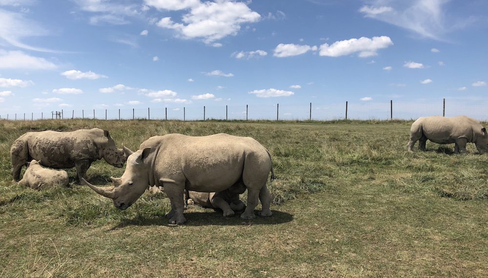 rhino herd