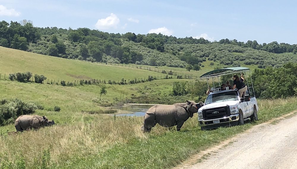 rhino visit
