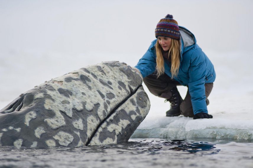 Big Miracle - Drew Barrymore