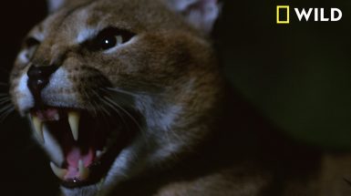 Nat Geo WILD's 'Dead By Dawn' Promises to Be TV's Wildest Horror Show