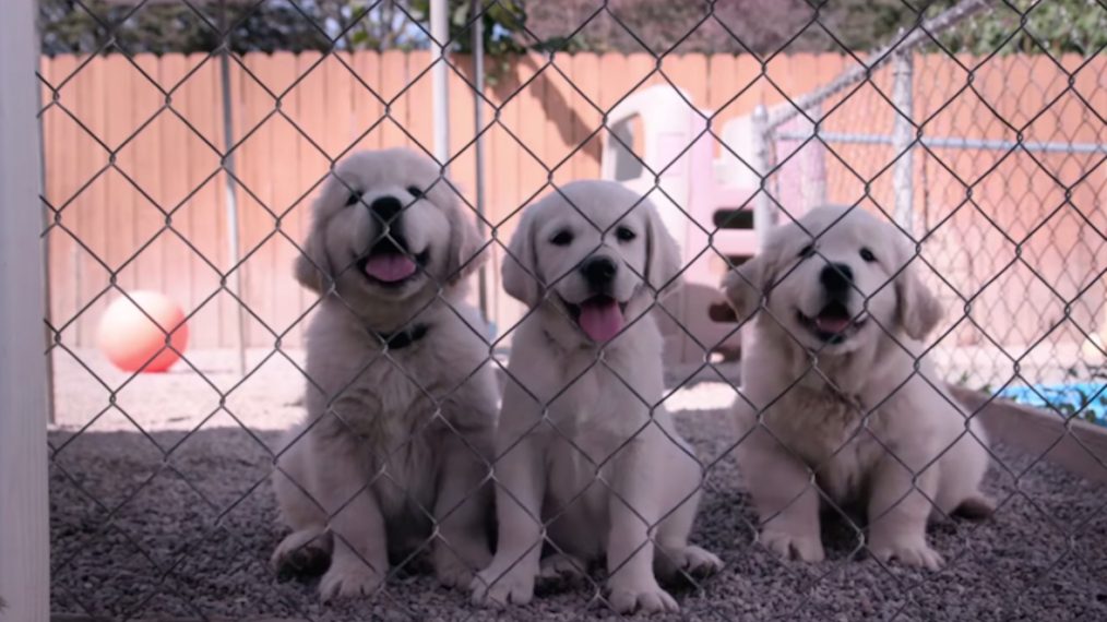 Netflix's 'Dogs' Docuseries About Man's Best Friend Will Make You Laugh & Cry (VIDEO)