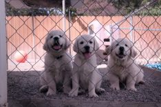 Netflix's 'Dogs' Docuseries About Man's Best Friend Will Make You Laugh & Cry (VIDEO)