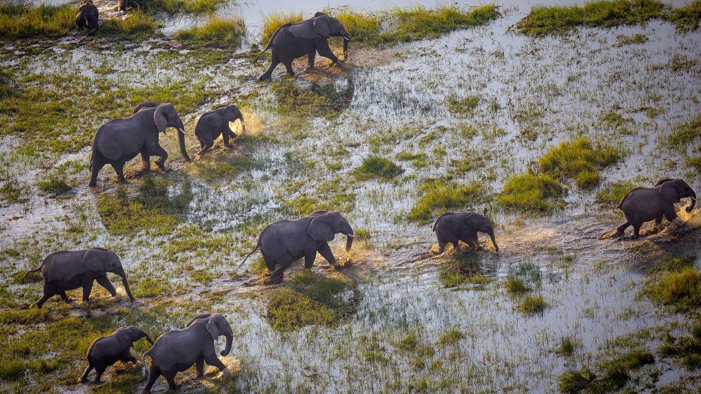 Into the Okavango