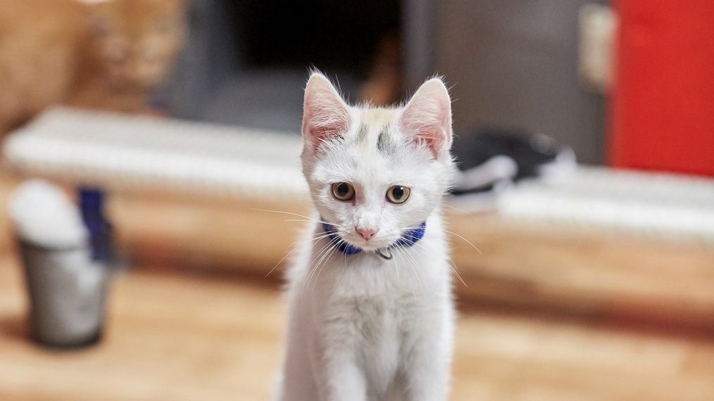 KITTEN BOWL