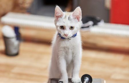 KITTEN BOWL