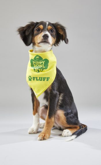 Portraits of puppies for Puppy Bowl XV