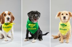 Puppy Bowl XV: Meet the Adoptable Members of Team Ruff & Team Fluff (PHOTOS)