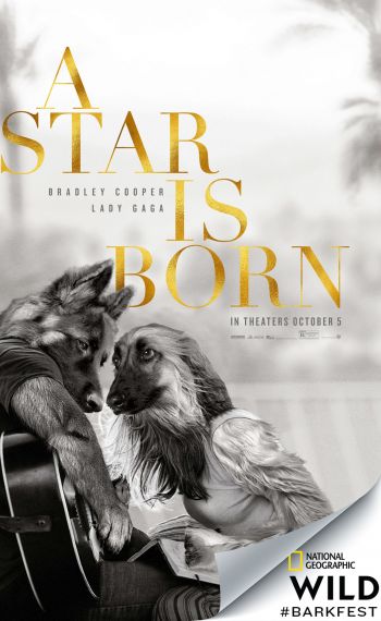 star_is_born_xlg