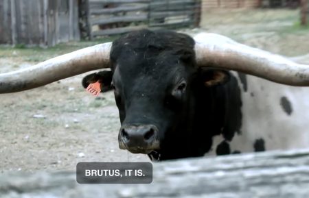 Brutus2TVI