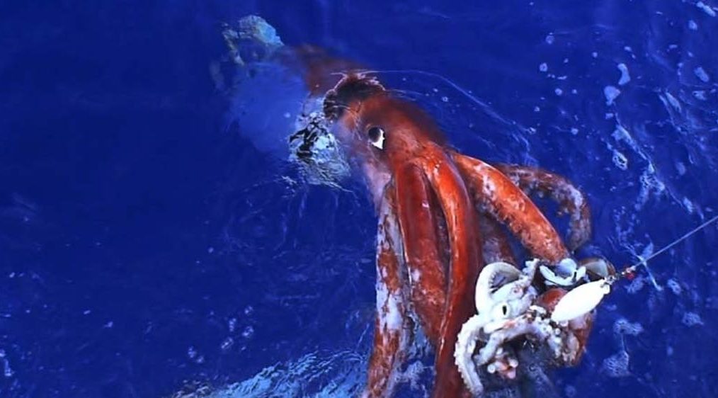 Hunt for the Giant Squid