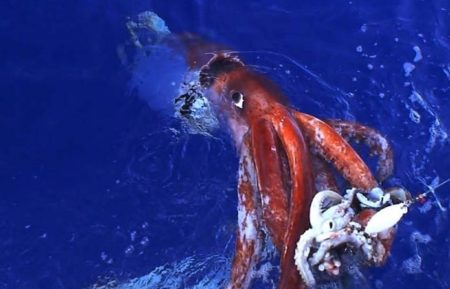 Hunt for the Giant Squid