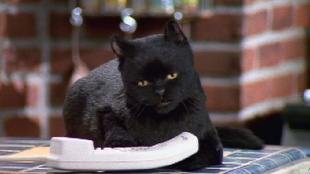 Salem-the-cat