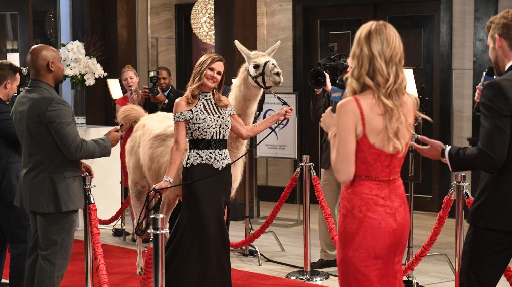 LYNN HERRING, LLAMA, MICHELLE STAFFORD, NICK VIALL