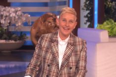 Ellen DeGeneres to Stick With Talk Show for Now