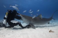 'SharkFest': Join the Jaw-Dropping Frenzy of Nat Geo & Nat Geo WILD's 3-Week Event