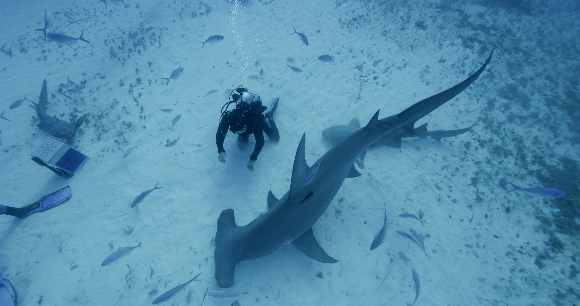 'SharkFest': Join the Jaw-Dropping Frenzy of Nat Geo & Nat Geo WILD's 3