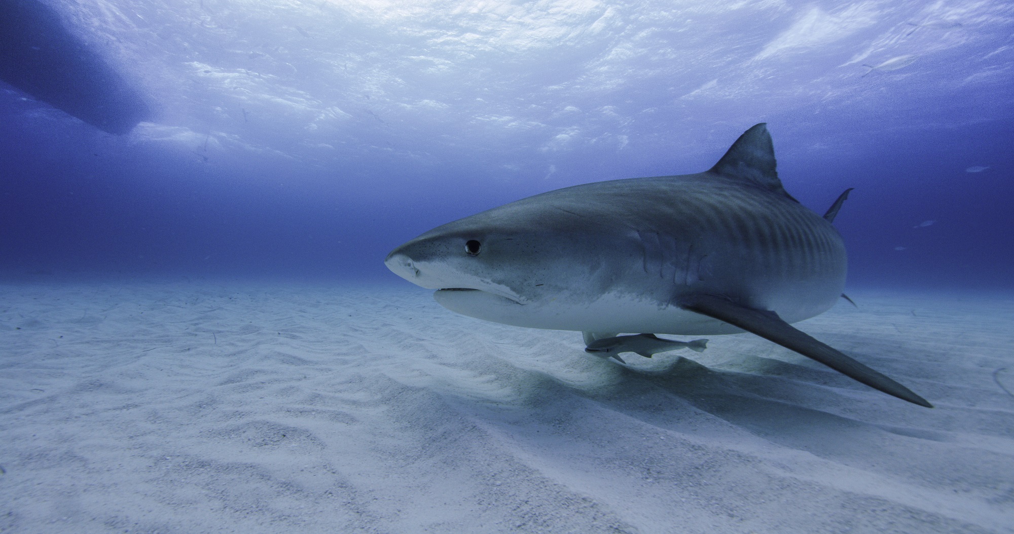 'SharkFest': Join the Jaw-Dropping Frenzy of Nat Geo & Nat Geo WILD's 3