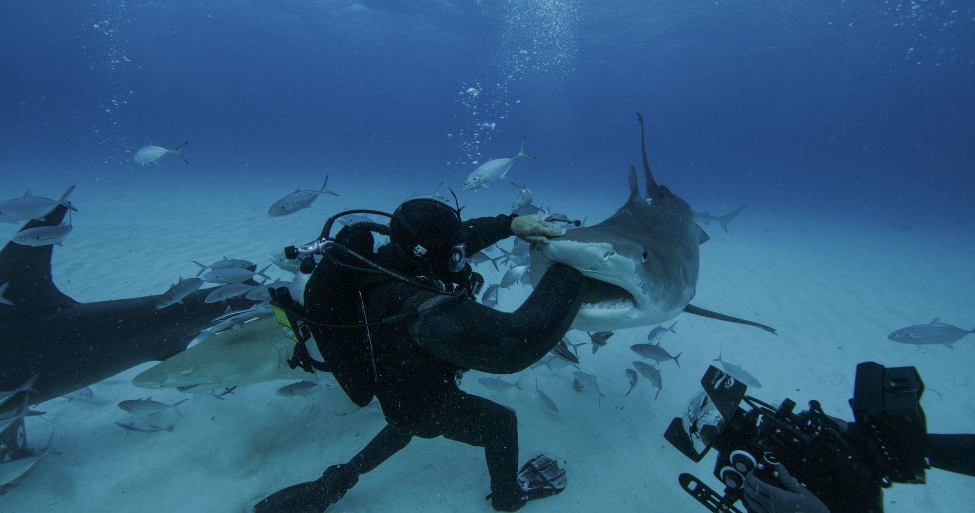 Нападение шестиглавой. Акула National Geographic. Подводная рыбалка на акулу.