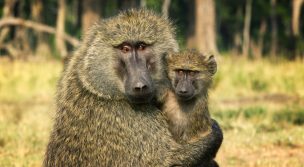 Serengeti: Episode 2