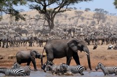 Discovery's Revolutionary New Series 'Serengeti' Explores Life on the Plains of Tanzania