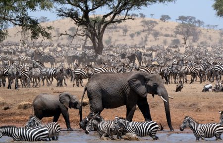 Serengeti: Episode 4