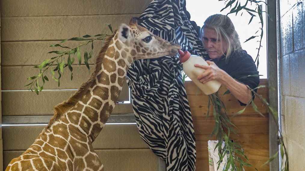 Baby Giraffe 1_The Zoo_ San Diego (Credit_ San Diego Zoo Global) (1)