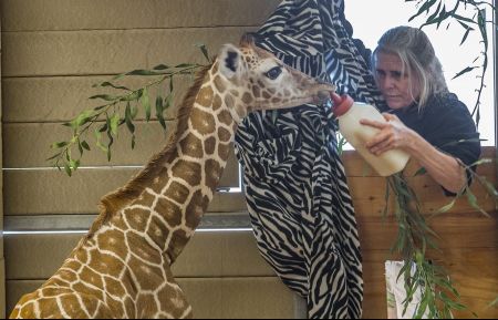 Baby Giraffe 1_The Zoo_ San Diego (Credit_ San Diego Zoo Global) (1)