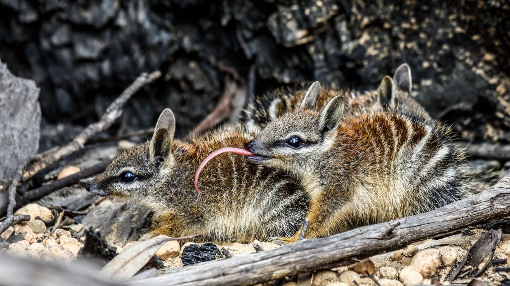 Numbat (Myrmecobius fasciatus)