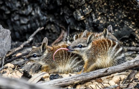 Numbat (Myrmecobius fasciatus)