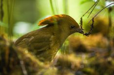 Get a First Look at Netflix's 'Dancing with the Birds' Documentary (VIDEO)