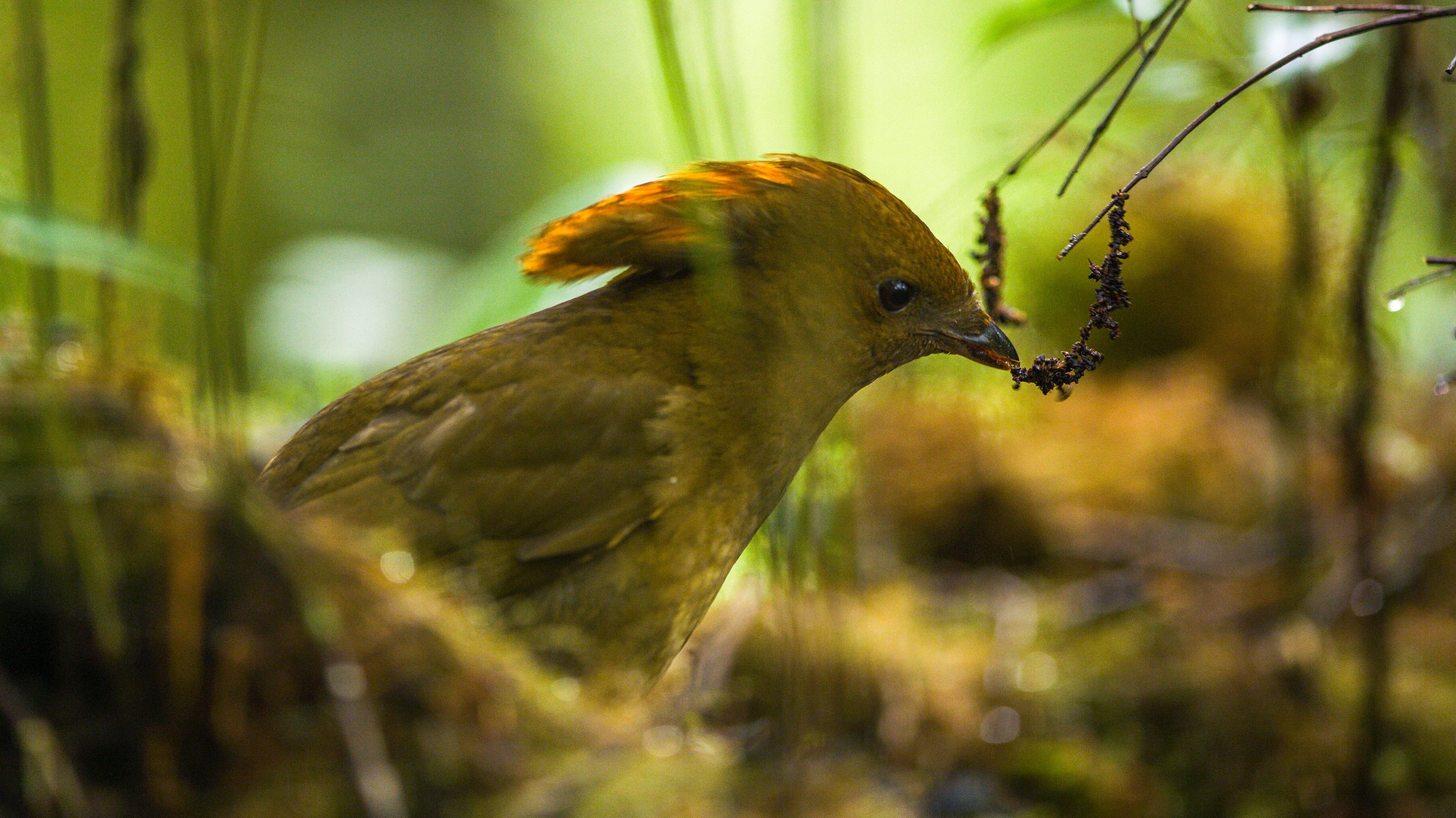Get a First Look at Netflix's 'Dancing with the Birds' Documentary (VIDEO)
