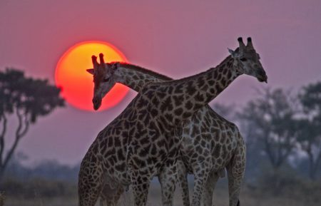 NATURE_Okavango_Episode3_BeverlyJoubert_005 fff