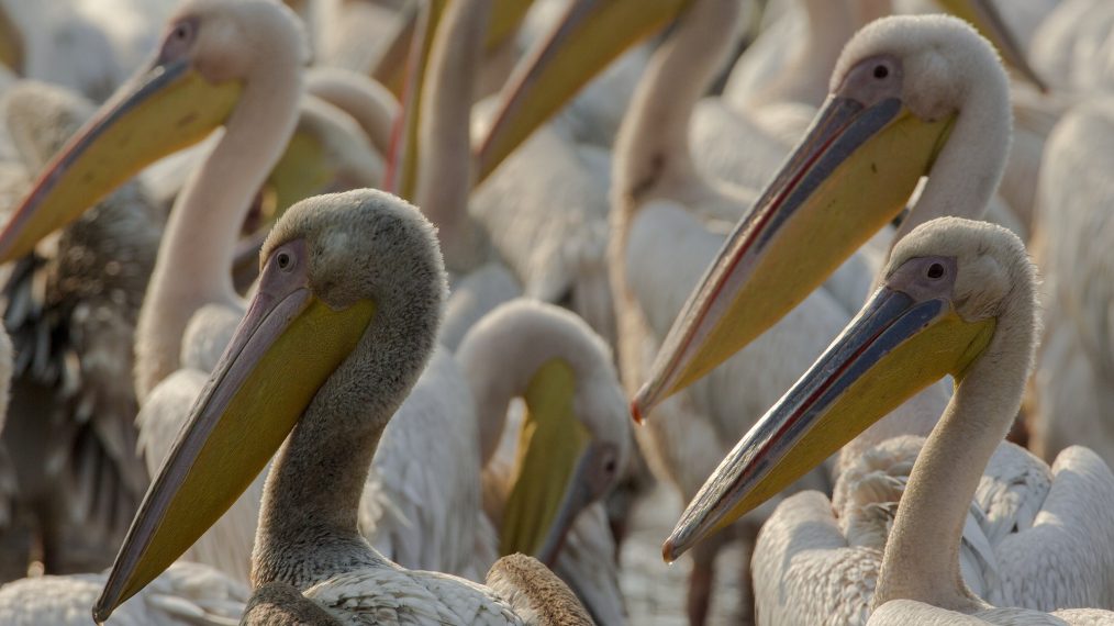 NATURE_Okavango_Episode3_BeverlyJoubert_007