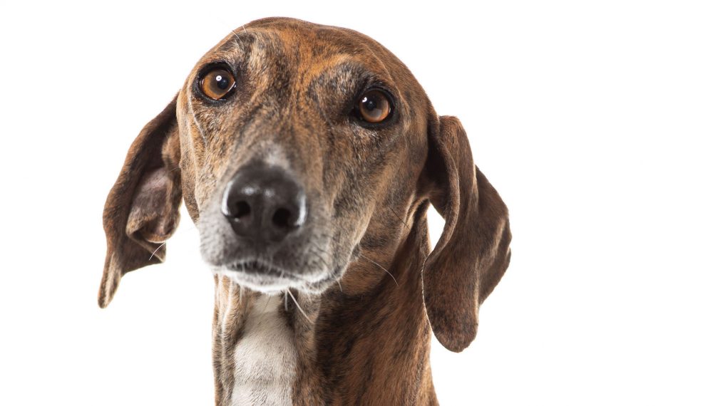 Meet the New Breed Competing in the 2019 National Dog Show (PHOTOS)