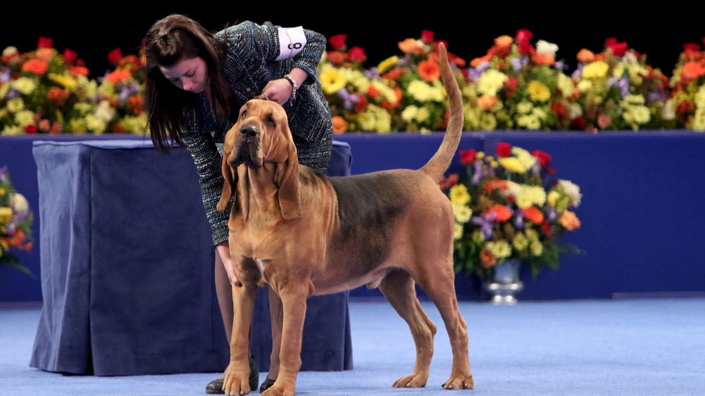 Where Is National Dog Show Winner Nathan the Bloodhound Now