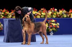 Where Is National Dog Show Winner Nathan the Bloodhound Now?
