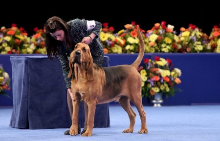 The National Dog Show Presented by Purina - Season 13