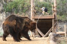 Discovery's New Competition Series 'Man vs. Bear' Rewrites All the Rules
