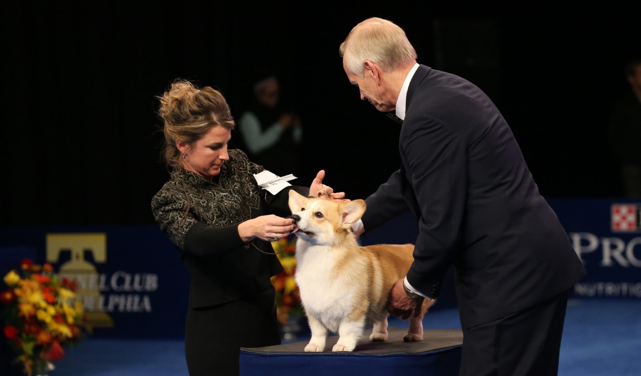 How to Watch the 2019 National Dog Show on Thanksgiving Day