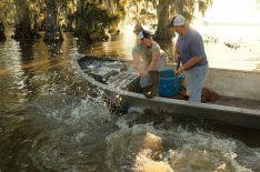 Swampers Defend Against a Gator Invasion in 'Swamp People' Season 11