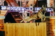'America's Top Dog': Teamwork Is Tested in A&E's Canine Competition