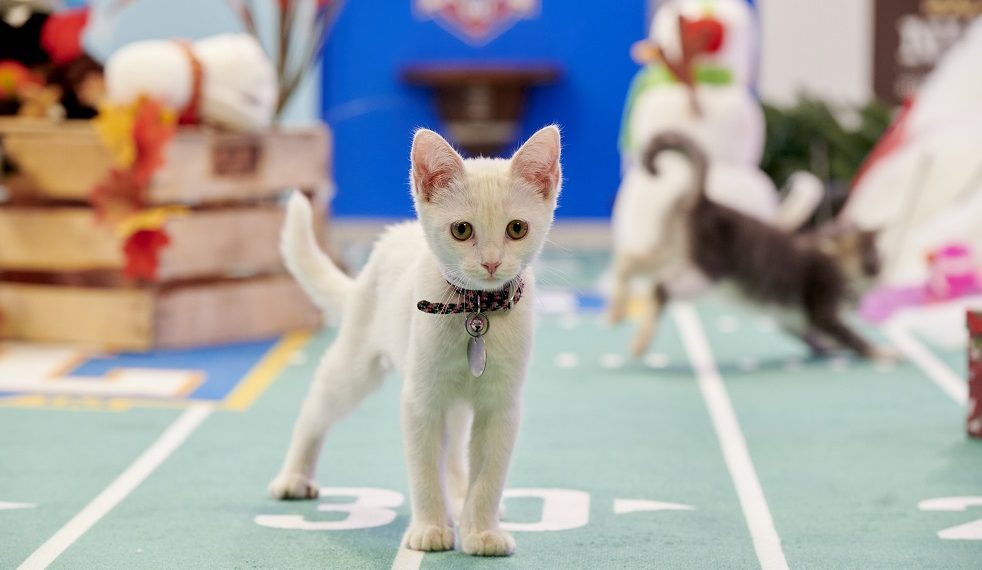 Cat bowl on sale 2019