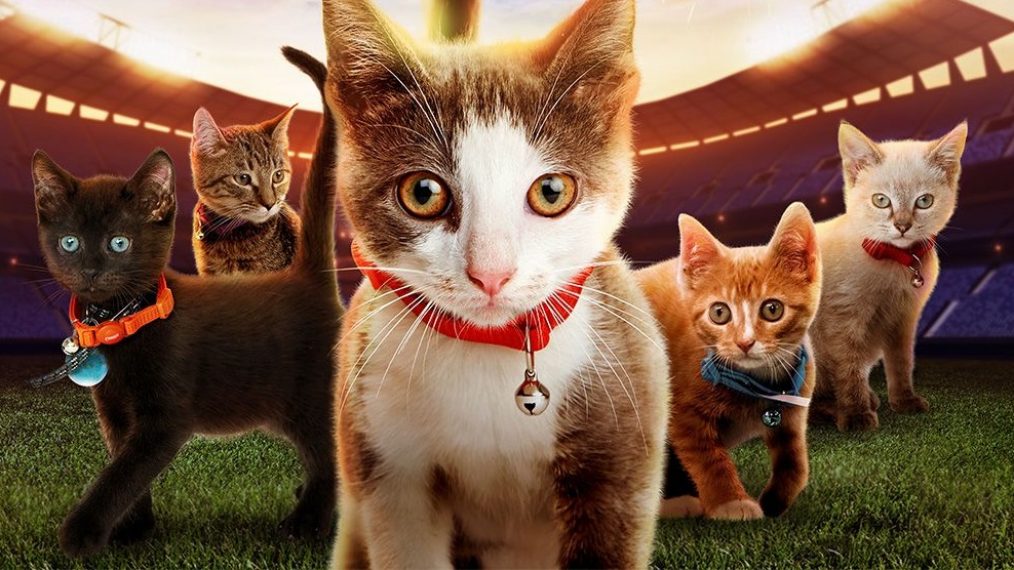Kitten Bowl 2020 Hallmark